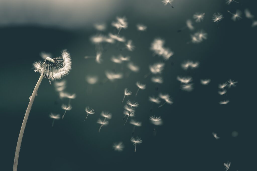 Foto einer Pusteblume im Wind; Foto: Saad Chaudhry, Unsplash